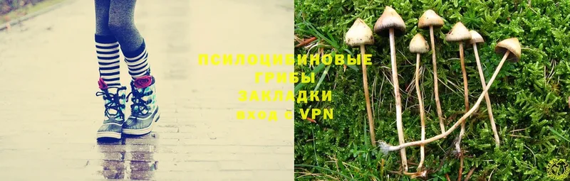 сайты даркнета состав  OMG ссылка  Псилоцибиновые грибы MAGIC MUSHROOMS  Бийск  как найти закладки 